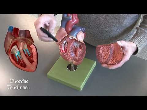Somso Models- Anatomy of the Heart