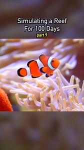 2.6M views · 52K reactions | Simulating a Coral Reef  pt9 #ecosystem #bugs #wildlife #nature #plants #earth #pets #petsofinstagram #aquarium #coral #reef #coralreef | Dr. Plants | Facebook