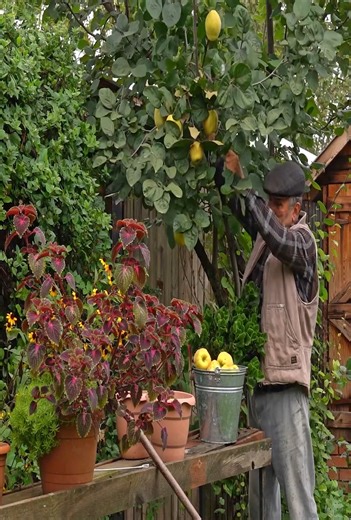 3.5K views · 55 reactions |  Golden Quince Magic — Cozy Autumn Baking Vibes! #AutumnBakes #QuinceDelight #CozyKitchen | Cooking HD | Facebook