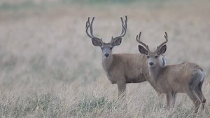 45 reactions | On the trail of mule deer in southwest Colorado during a morning rain. | Wildlife throughhopeseyes. | Facebook