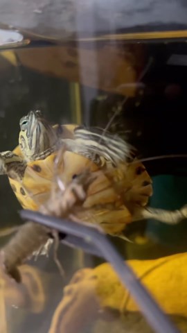 Adorable turtle feeding