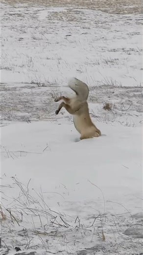 🦊Sayram Lake, Xinjiang. A fox plunges into the snow to hunt—so clumsy yet adorably earnest! (Sou...