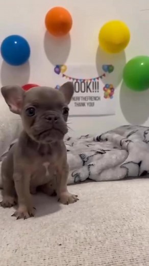 Someone happy! Thank you all for your support ! 😍 #PuppyAdoption | Frenchie Puppies