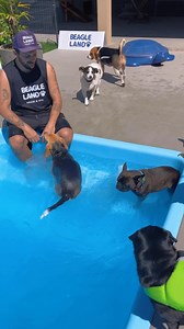 17K views · 854 reactions | Dia de AUlinha na piscina! #beagle #cachorro #dogs #nadar #beagles | Beaglelando | Facebook