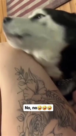 Dramatic Huskies Show Their Chaotic Personalities