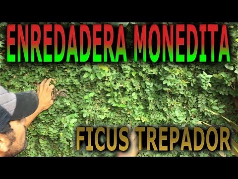 Care and reproduction of the vine (climber) plant (ficus pumila) part 2