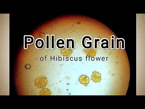 Pollen grain under the microscope..