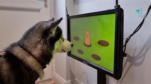 Video Game Console for Dogs Dispenses Treats, Fights Dementia