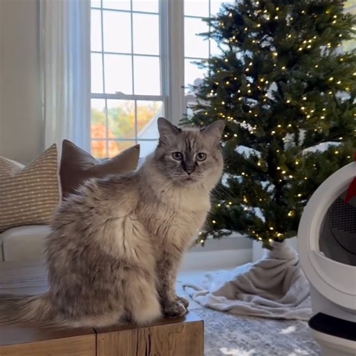 7K views · 18 reactions | Your cat told us that the Litter-Robot is at the top of their wish list this year... BUT time is running out to shop our BEST sale of the year, so you better hurry! Comment below and we'll share the link (or check it out in our bio!) and save up to $100 on the ultimate gift for cats, cat parents, and you of course! #LitterRobotByWhisker #LitterRobot #CatGifts #CatParent | Litter-Robot by Whisker | Facebook