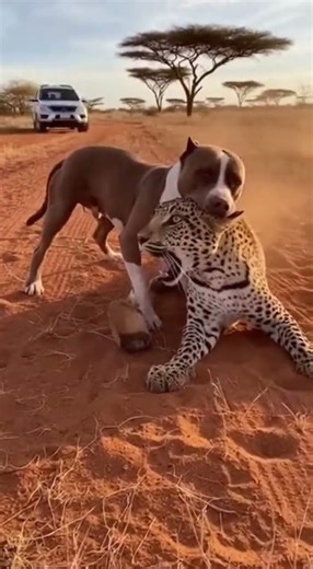 Brave dog catch danger leopard ! #wildlife