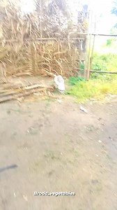 3.5K views · 13 reactions | 8 fact about turkeys 1.Turkeys are fast. ... 2.They roost in trees at night. ... 3.Turkeys are large. ... 4.Wild turkeys are omnivorous. ... 5.Their distinctive features help to express emotion. ... 6.An adult turkey has 5,000 – 6,000 feathers. ... 7.Turkeys were once threatened with extinction. ... 8.Turkeys have a better known fossil record than most birds. | broda_vegetables | Facebook