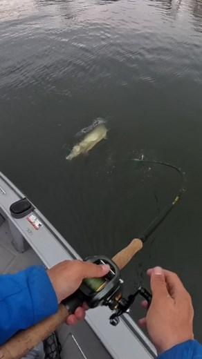 313K views · 63K reactions | BIG MUSKY strikes BOATSIDE!  (gear info...