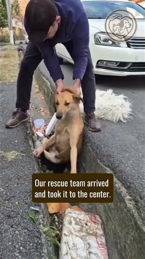 This dog was in an accident and was lying on the side of the street #shorts #dogrescue #dog