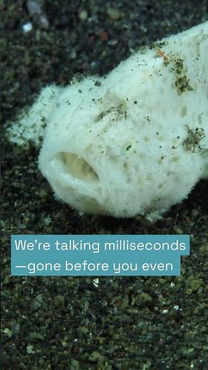 Frogfish Doesn't Swim, It Hunts Like a Sniper #ocean #wildlife