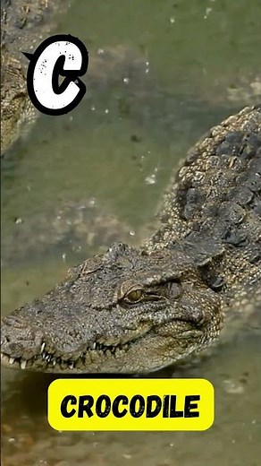 C is for Cool Creatures 🐆 | Fun Alphabet Song | Cheetah, Clownfish & More | #abcd #kids #shorts