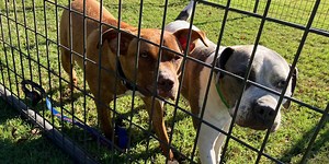 Georgia First Lady Marty Kemp holds pet adoption day at Governor’s Mansion