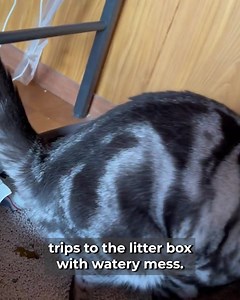 Is your cat struggling with diarrhea? 🐱 💩 Whether it's caused by diet changes, stress, or underlying health issues... chronic diarrhea problems can make both you and your cat miserable. It's crucial to find a solution before another night of cleaning up messes and watching your cat suffer... Blisso Advanced Cat Probiotic uses a special strain called Bacillus Coagulans that actually survives your cat's stomach acid - unlike regular probiotics that die before they can help. Just 2 drops in their