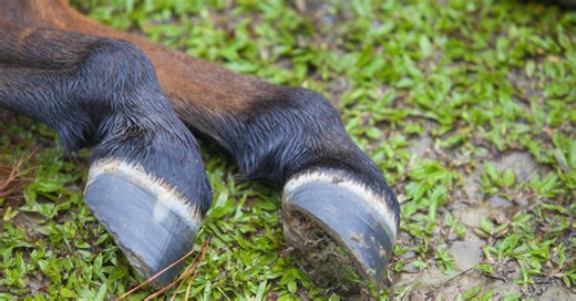 Whispers in the wind: Exploring turbine foot claims in livestock | AGDAILY
