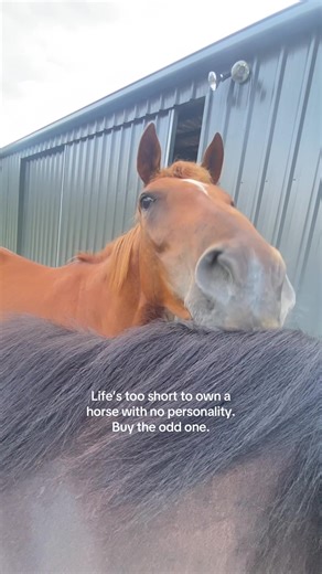 Odd ones do it better 🫡🙌🏻 #equestrian #fyp #equestriansrelate #repost #horsesoftiktoktok