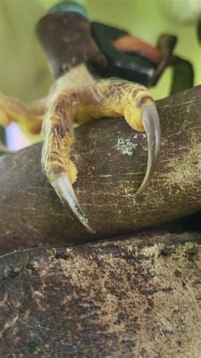 BARN OWL TALONS