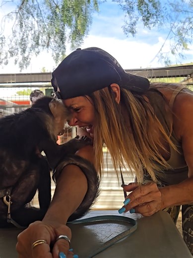 Backstage sillies with T & Alyson🤗 Disclaimer: The animal featured in this video is a rescue under the care of our trained volunteers and staff at the sanctuary. These animals are not pets, and we do not encourage or condone contact with wildlife. Please respect their natural behaviors and habitats. #animaltracksinc #keeptheworldwild #animalrescue #monkey