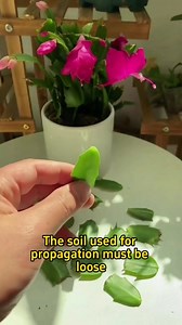 1.2M views · 5.1K reactions | Propagate christmas cactus | Ramos Mark | Facebook