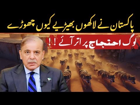 Why Pakistan Releasing Millions of Wolves in Plane Areas