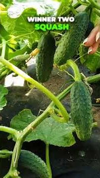 Soil Temperature Rule Every Gardener Ignores #planting #tips