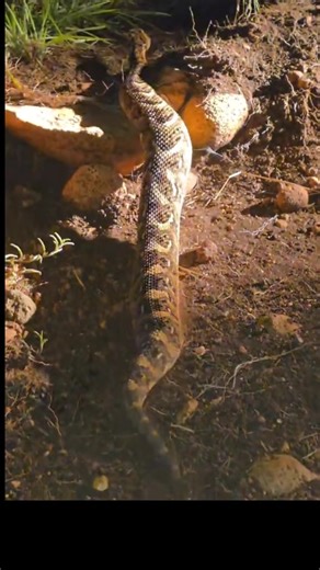 Grace (@girmsh_45)’s videos with Natural Bird Sounds - Nature And Bird Sounds & Bird Sounds Ambience & Forest FX