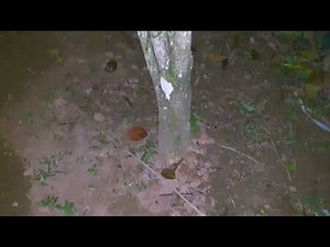 Men peeing on tree| Men pee in nature| Urinating for fertilizer| Men pee in dark