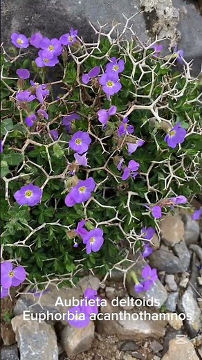 Aubrieta deltoidea and Euphorbia acanthothamnos