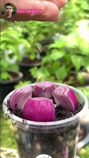 How to Grow Red Onions from Scraps Fast. #ngogarden #garden #gardening