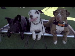 Take The Virtual Tour of Our Dog Training Facility | Specialty Dog Training