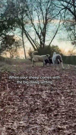 Richard running with the big dog #dogs #pets #sheep #cute