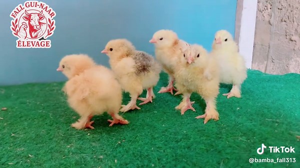 #fyp #viral #pourtoii