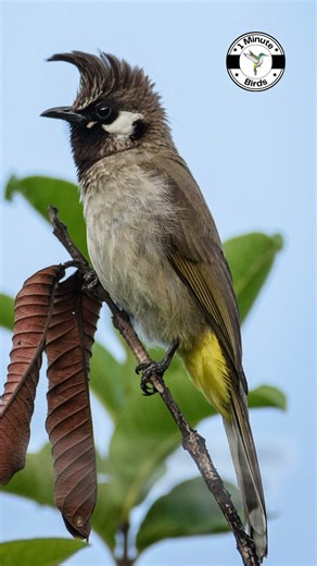 Himalayan bulbul #shorts #birds