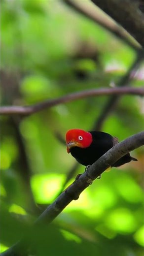 Red-capped Manakin commonly known as the Michael Jackson bird