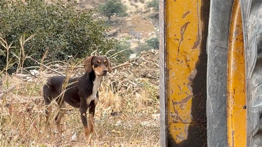 71K views · 4.7K reactions | We came back a few hours later and the mother was there with an other dog so we set up the trap to catch them but we failed at first ! Επιστρέψαμε λίγες ώρες αργότερα και η μητέρα ήταν εκεί μαζί με ένα άλλο σκυλί  οπότε στήσαμε την παγίδα για να τα πιάσουμε αλλά στην αρχή αποτύχαμε! | Takis Shelter non profit organisation | Facebook