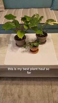 Best plant haul ever - 3 stunning plants for €20
