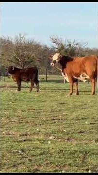 85 Braford, Brangus, Super Baldy - Bred Heifers For Sale