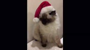 Mukang hindi masaya si Santa Claws.. 🎅 | Cats of Manila