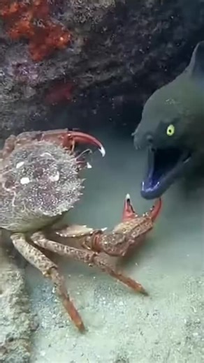 Incredible Sea Animal Battles: Nature's Raw Power