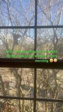 the bird # Nature#morning routine #Birds #mini bird blog #widowlife #singlemomstory