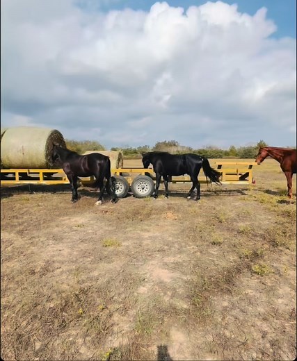 Out here, everything makes sense again. #CatSpringsTX #TexasHillCountry #AustinTexas #HoustonTexas #equizensanctuary #love #horses #texas #peace #connection #journey #heal #trust #life | EquiZen Sanctuary