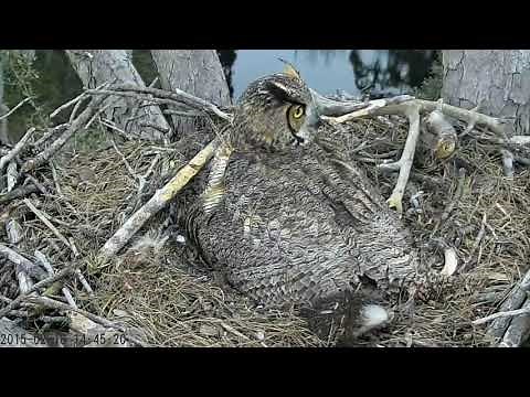 Great Horned Owl Mom Defends Nest Against Bald Eagle and Crows February 16, 2015