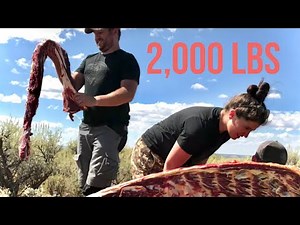 HUNTING BUTCHERING and COOKING - Utah Buffalo ( Bison )