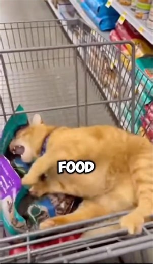 What Happens When You Touch Your Cat’s Food? (BIG MISTAKE)