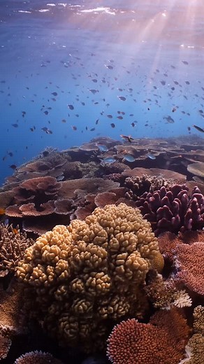 An underwater paradise. Lizard Island Resort has been recognized by Travel Leisure as one of the 20 best scuba diving destinations in the world. Located on the Great Barrier Reef, Lizard Island offers an unparalleled diving experience, with crystal-clear waters, diverse marine life, and a variety of dive sites suitable for all experience levels. | Lizard Island