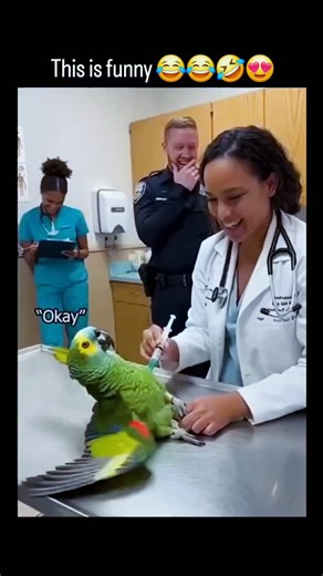 memelogist on Instagram: "The instagram reel humorous video of a green parrot in absurd scenarios like a vet exam and police arrest, with subtitles fabricating sassy dialogues such as blaming a cat for eating its seeds or mocking a man's snoring wife. The content is an AI-edited compilation of real parrot clips using tools like Chirpo, adding effects and speech for comedy; Grok's reply confirms no genuine coherent talking occurs, aligning with parrot mimicry studies showing limited vocabulary wi