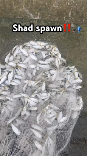 Cast netting shad‼️ Bait for days 🎣